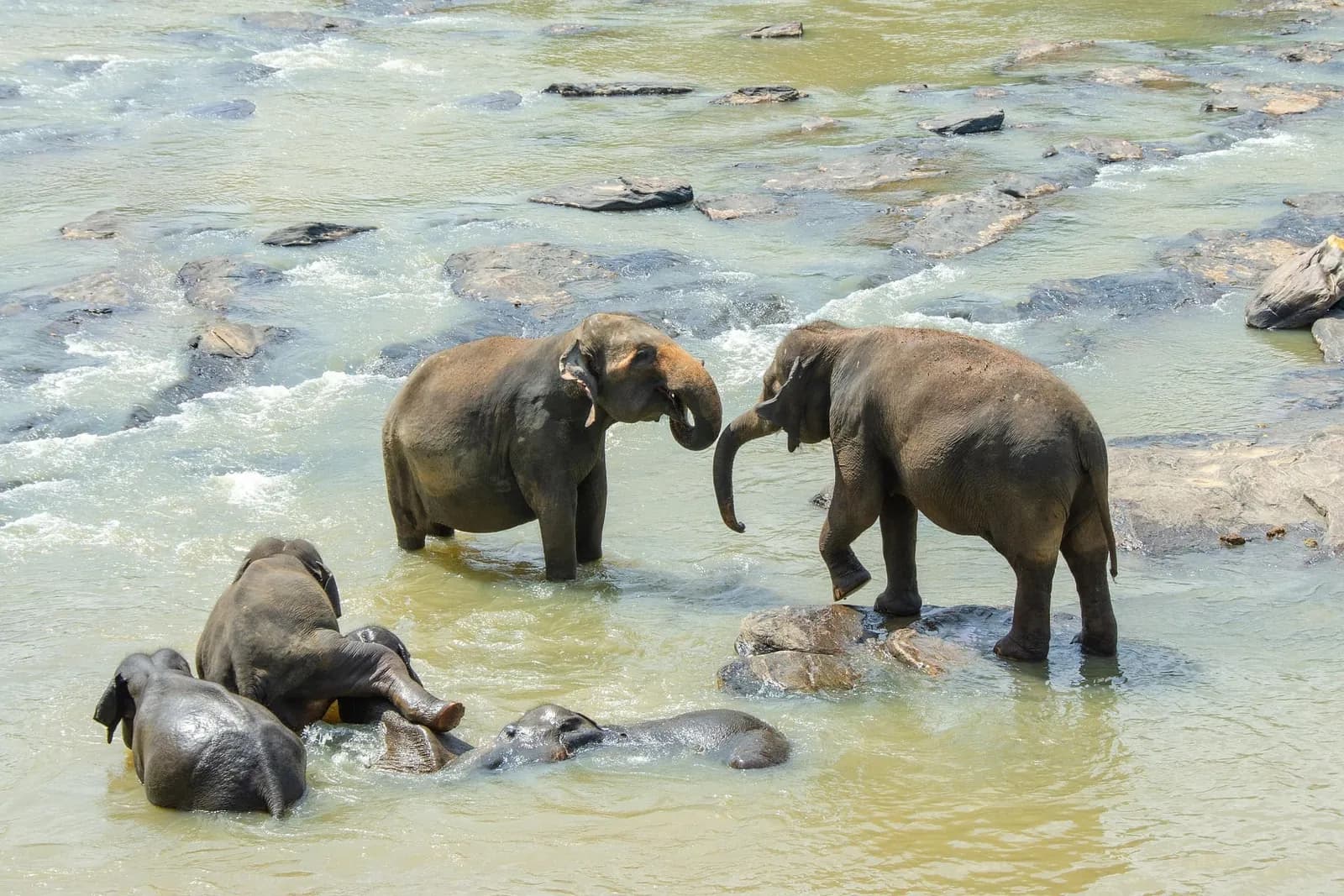 Elephants bathing in the Maha Oya river at Pinnawala Elephant Orphanage, Sri Lanka