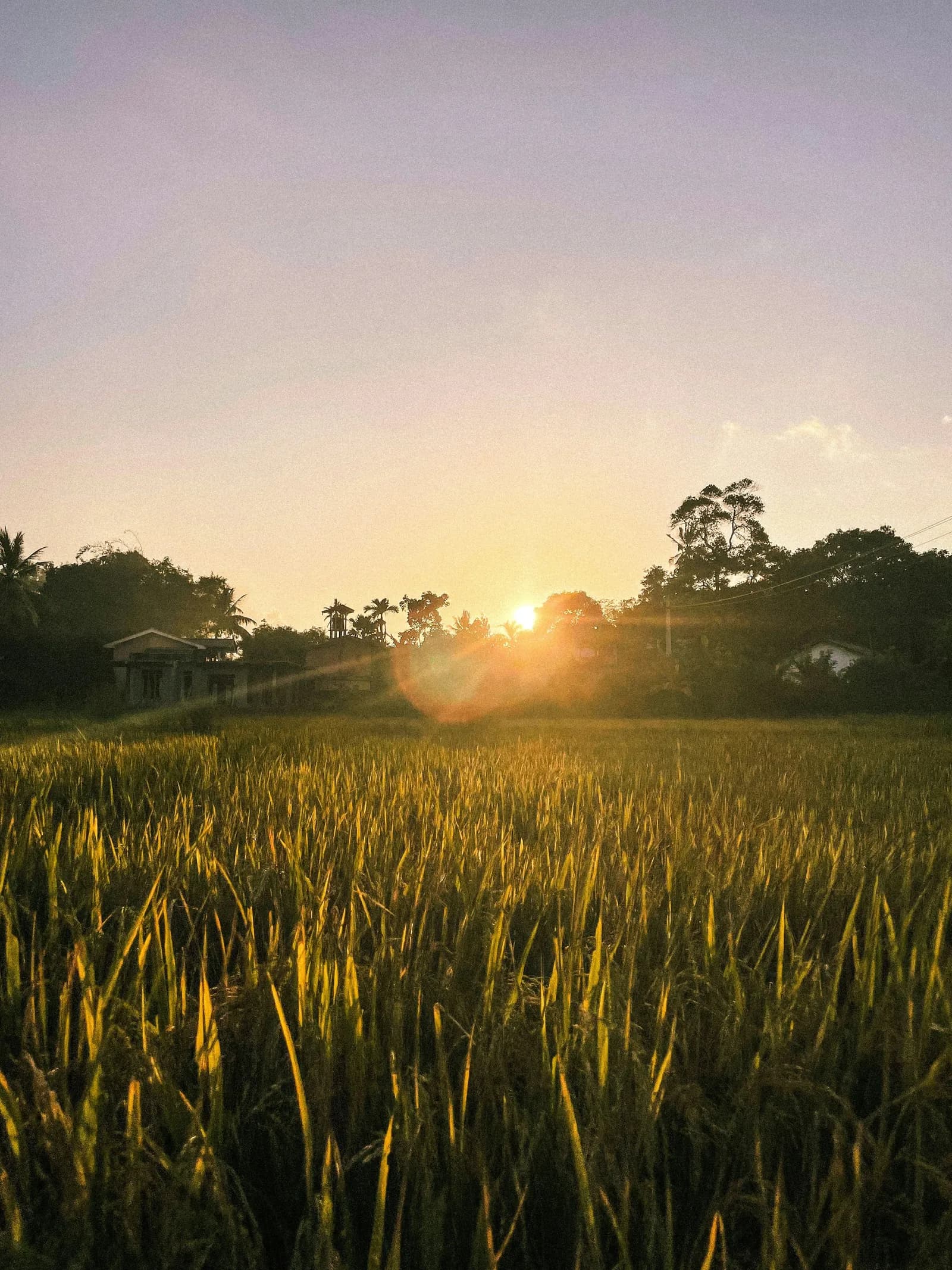 Golden paddy fields at sunset in a rural village in Sri Lanka