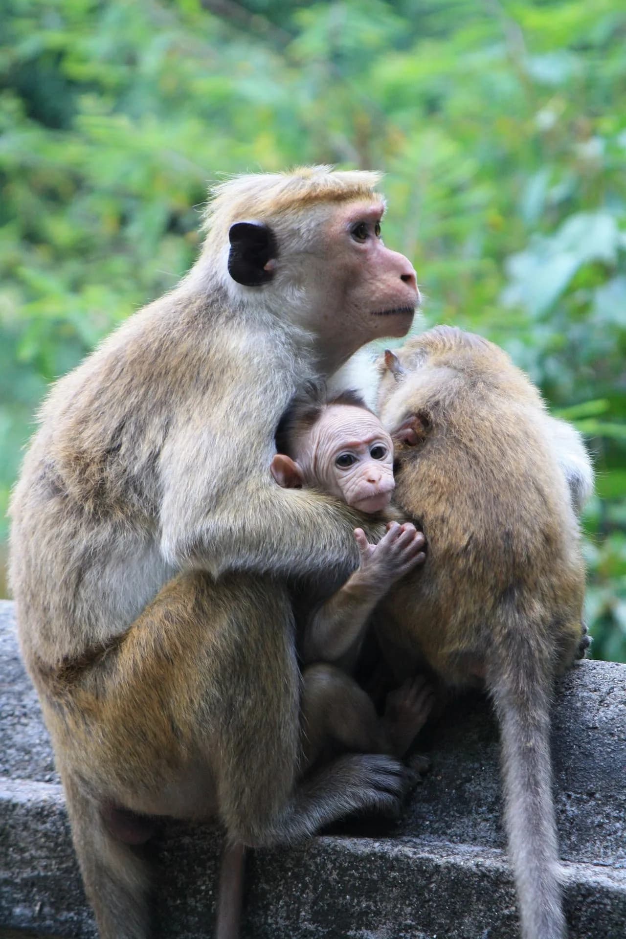 Playful native macaque monkey observing visitors from a lush jungle tree.