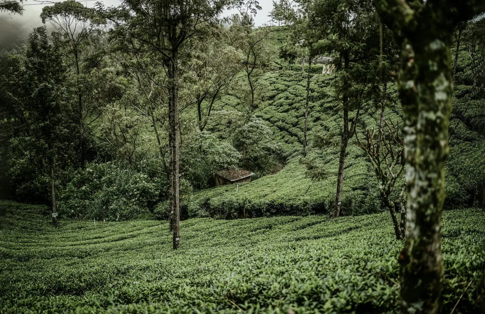 Lush green tea estate sprawling over hillsides under clear blue skies.