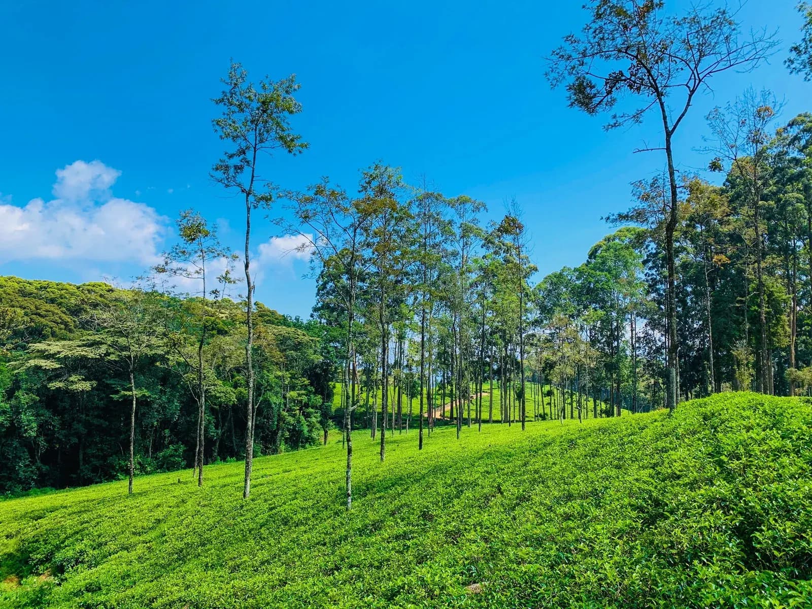 Neatly manicured emerald tea plantations rolling over misty mountain slopes.