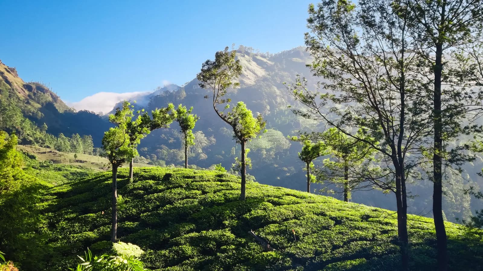 Sweeping panorama of verdant Ceylon tea hills under bright daylight.