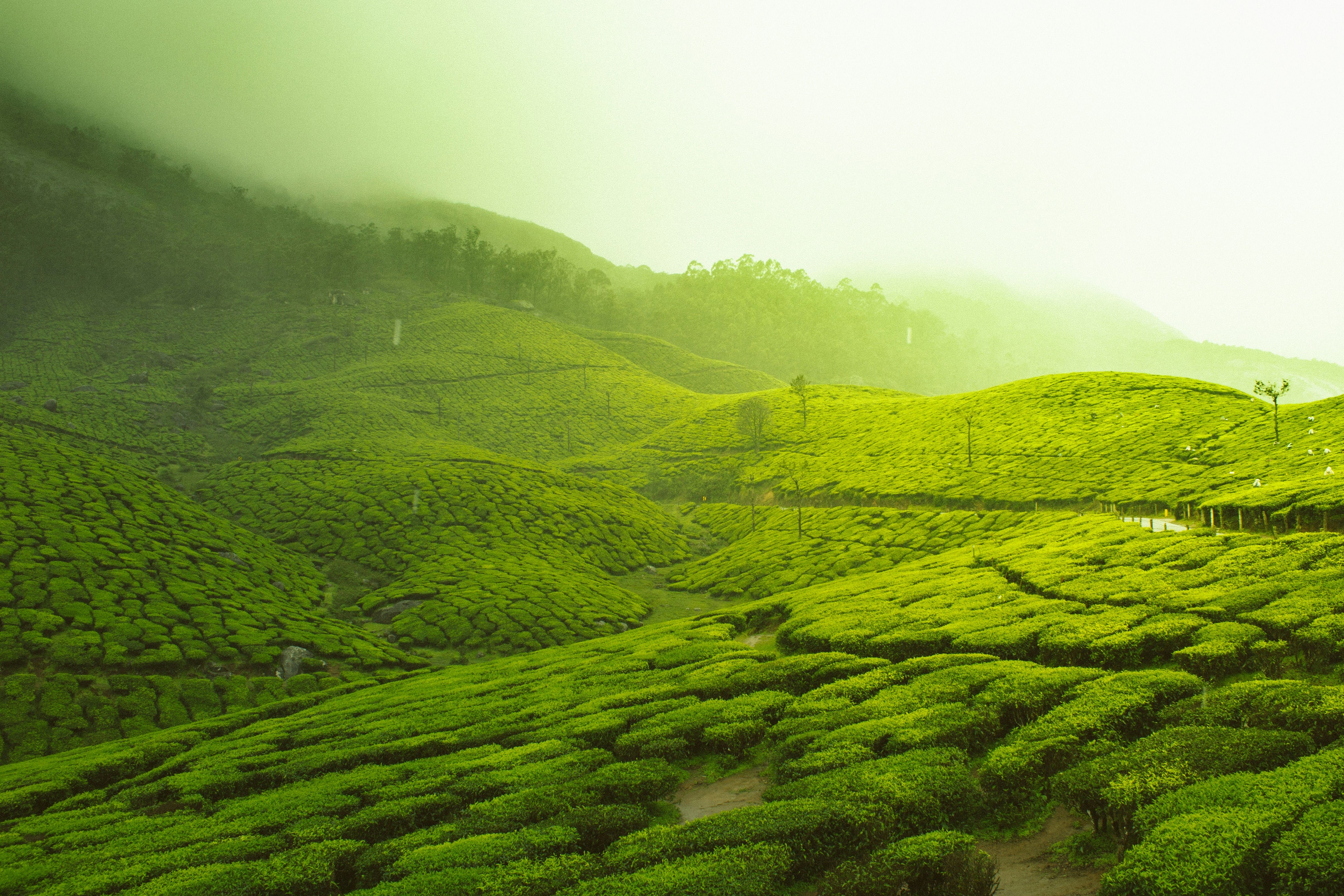 Tea Country Romance