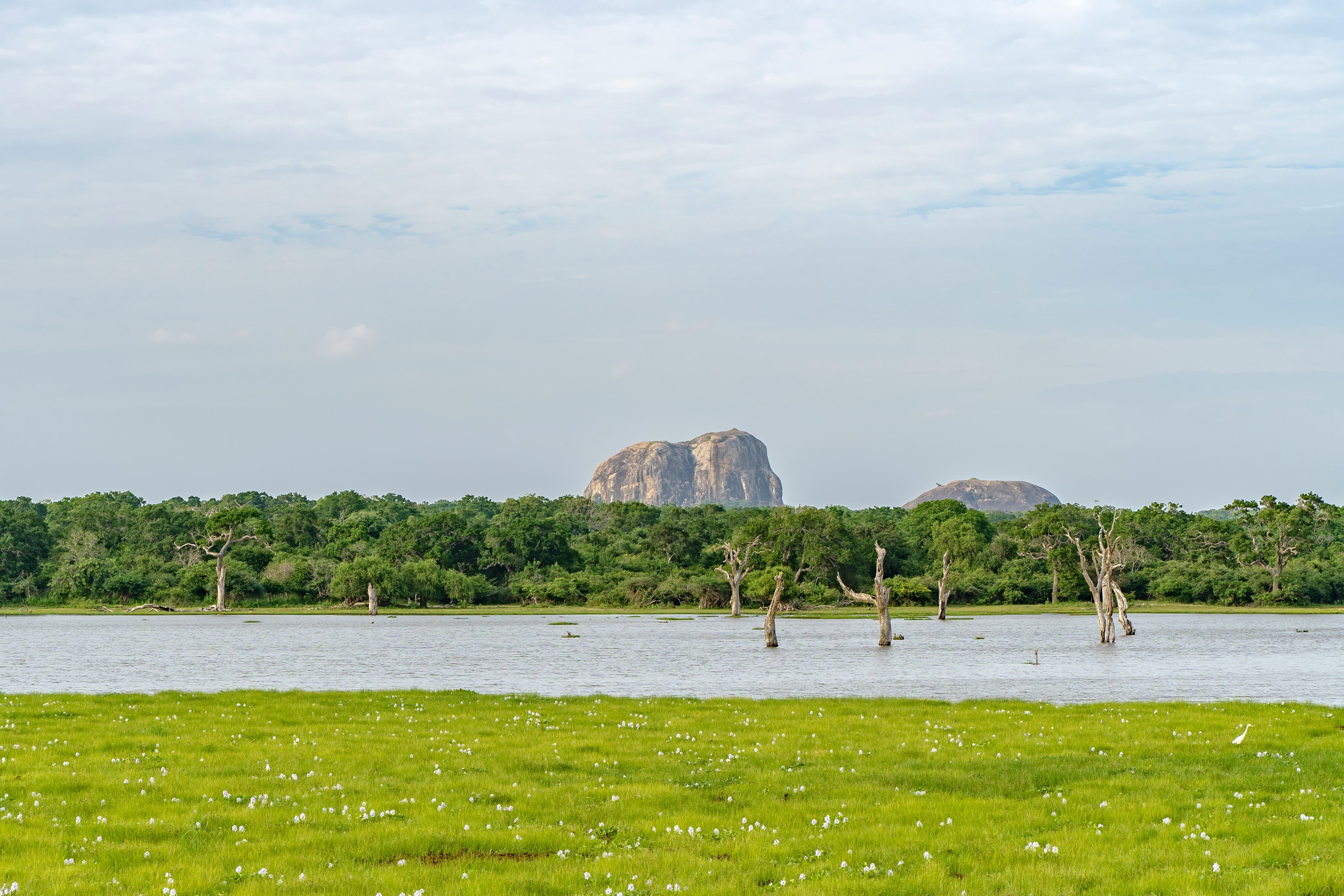 Wild leopard in Yala National Park — Sri Lanka's premier wildlife sanctuary